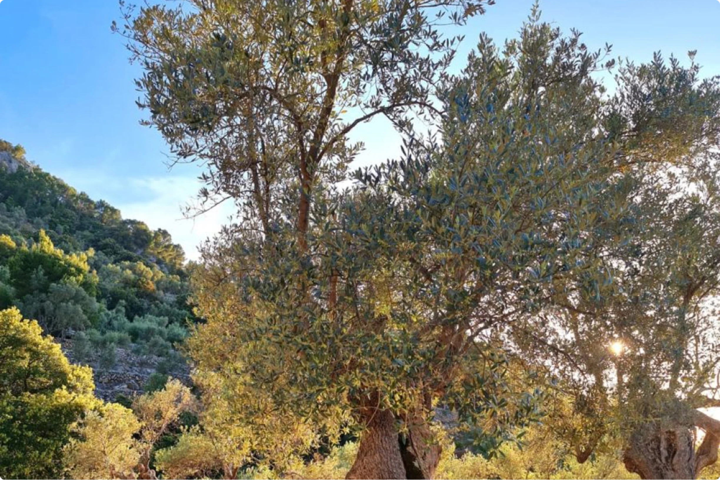 Foto en primer plano de un olivo.